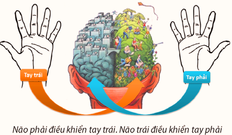 điều khiển bán cầu não