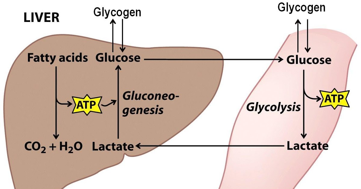 glycogen lưu trữ ở đâu
