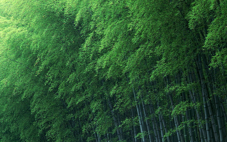 bamboo forest green nature wallpaper preview