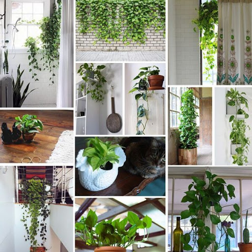 các vị trí trồng cây