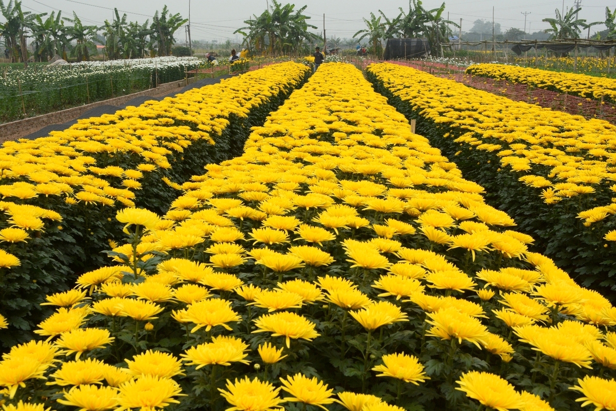 Làng hoa Tây Tựu
