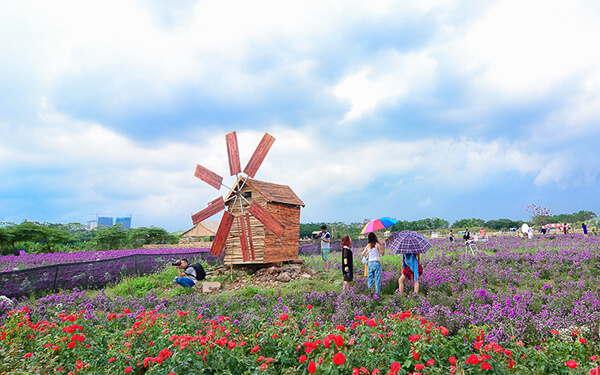 Thảo nguyên hoa Long Biên