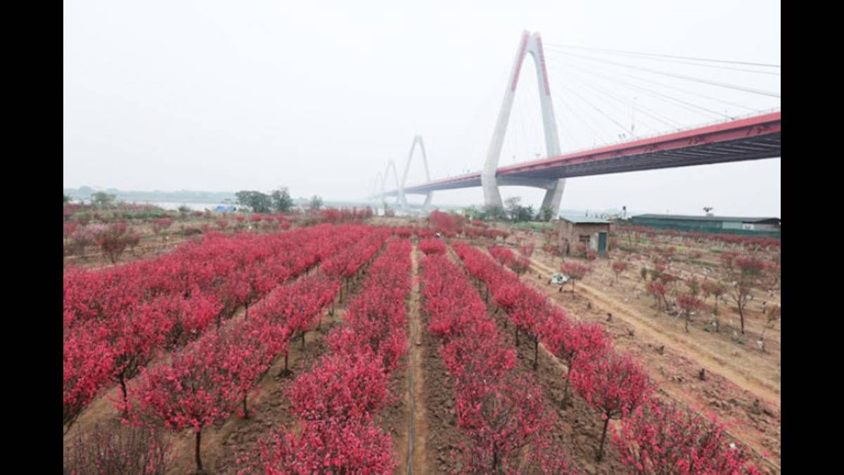 Vườn đào Nhật Tân