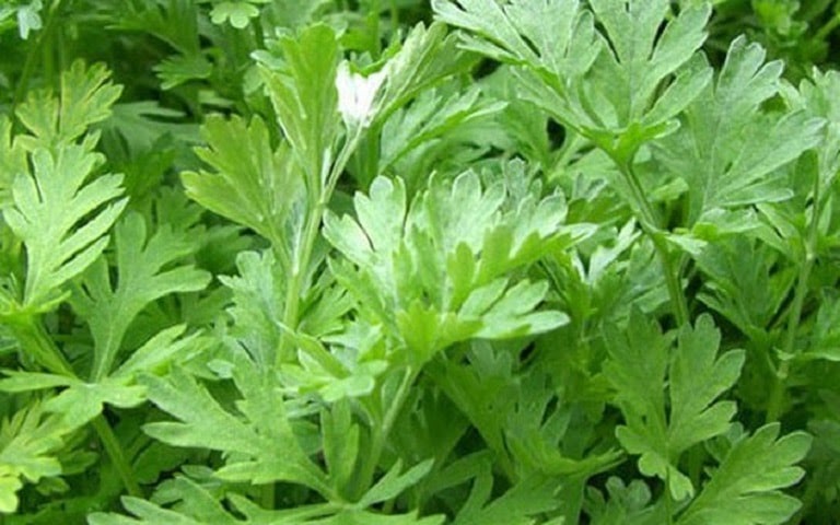 cây ngải cứu1