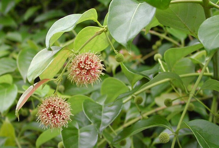 huyết áp cao3