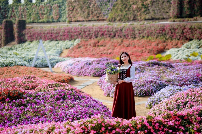 chụp ảnh thung lũng hoa Hồ Tây