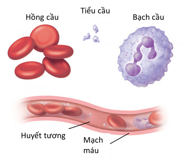 tiểu cầu