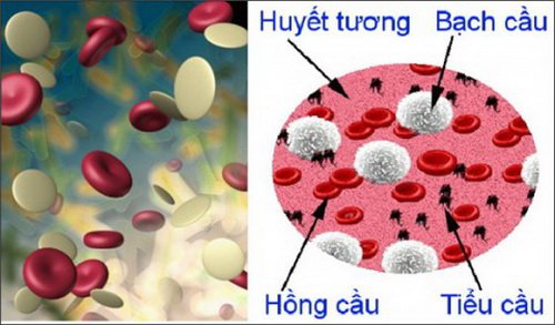 Ý nghĩa mối quan hệ giữa RDW và MVC