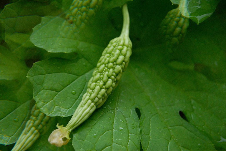 mướp đắng1