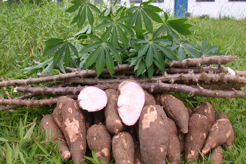 sắn