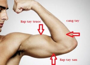 tập cơ tay