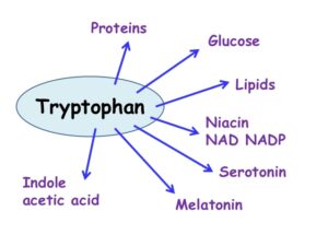tryptophan4
