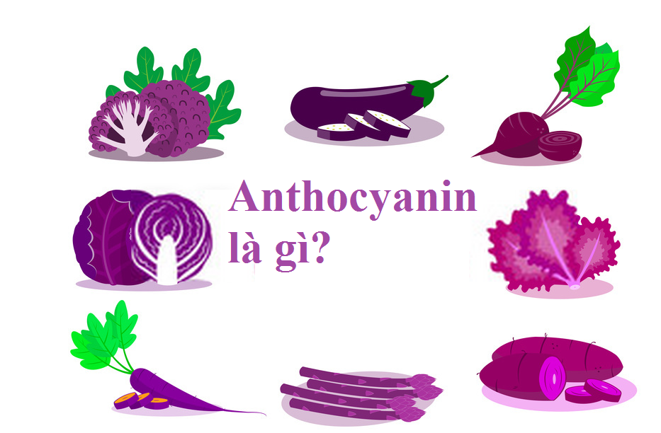 Anthocyanin