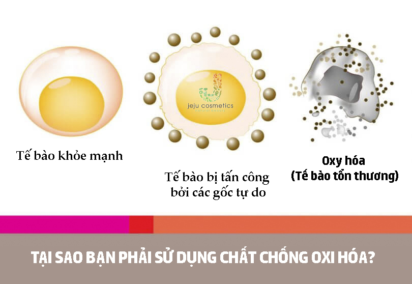 Chống oxy hóa cực mạnh
