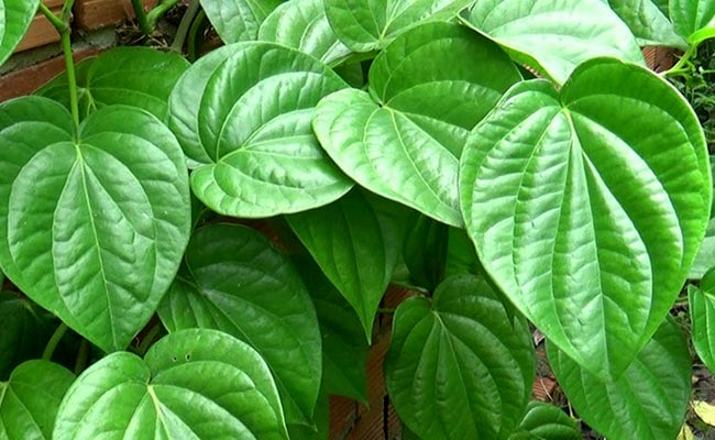 Lá trầu