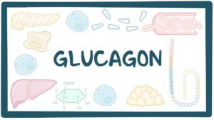 glucagon2