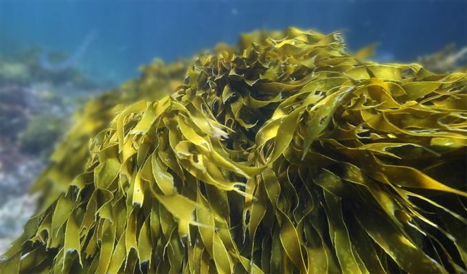 tảo bẹ