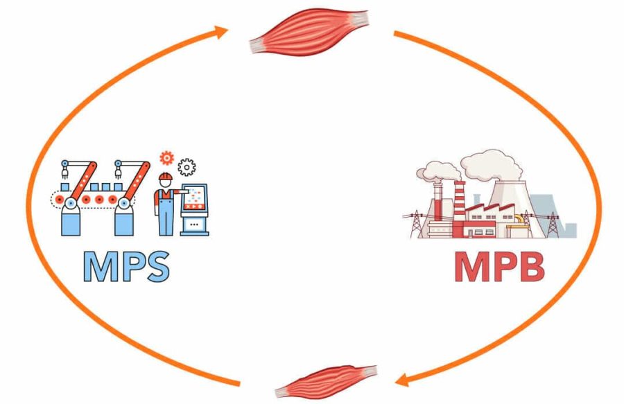 tổng hợp protein