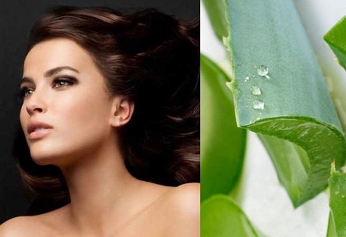 Cách ủ tóc bằng nha đam