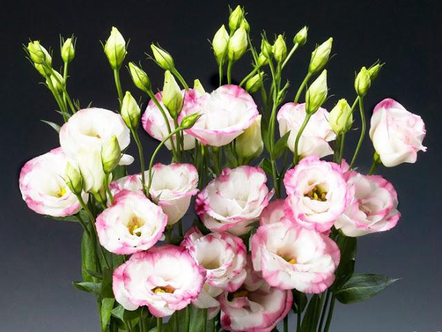 Hoa cát tường