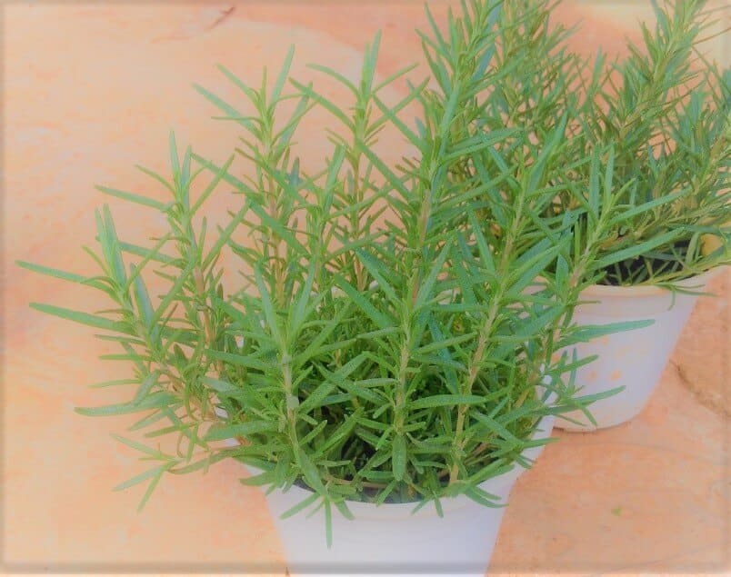 Hương thảo