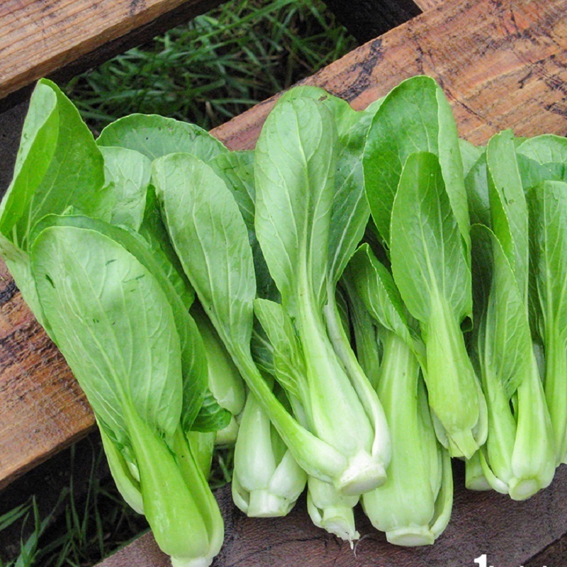 rau cải thìa