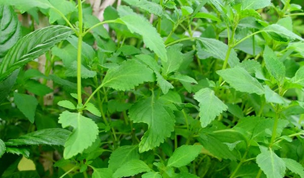 rau kinh giới